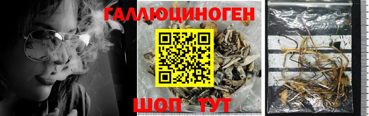 Псилоцибиновые грибы Cubensis Новотроицк